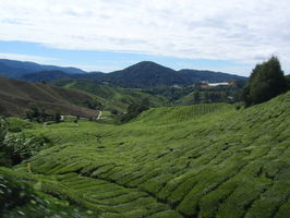 Čajovníkové plantáže ... to je nádhera. | Malaysia - Cameron Highlands - 30.-31.07.2010